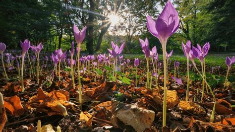 naked flower|Naked Ladies Flowers: Lady Lilies That Will Leave You Speechless